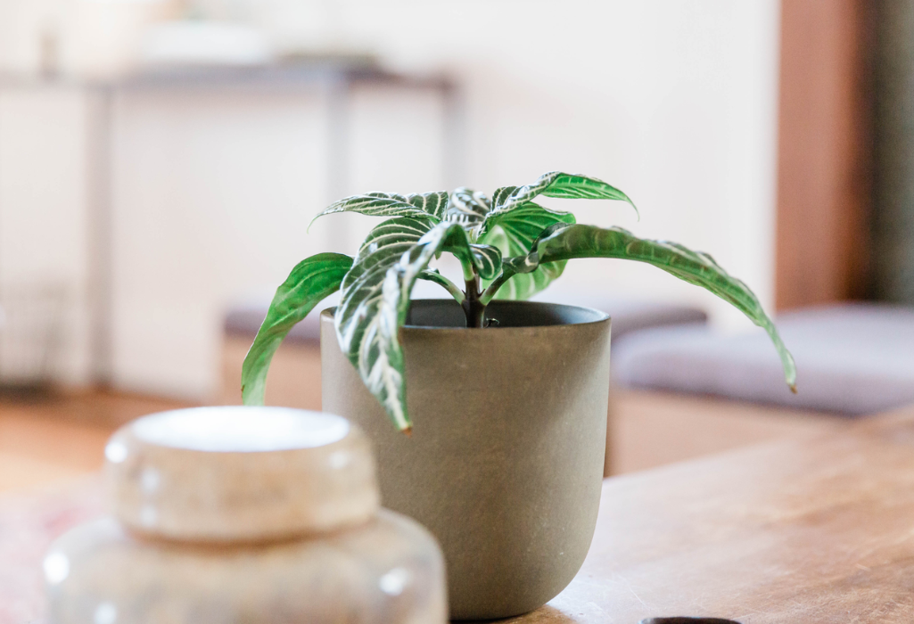 Psychanalyse ou thérapie brève ?